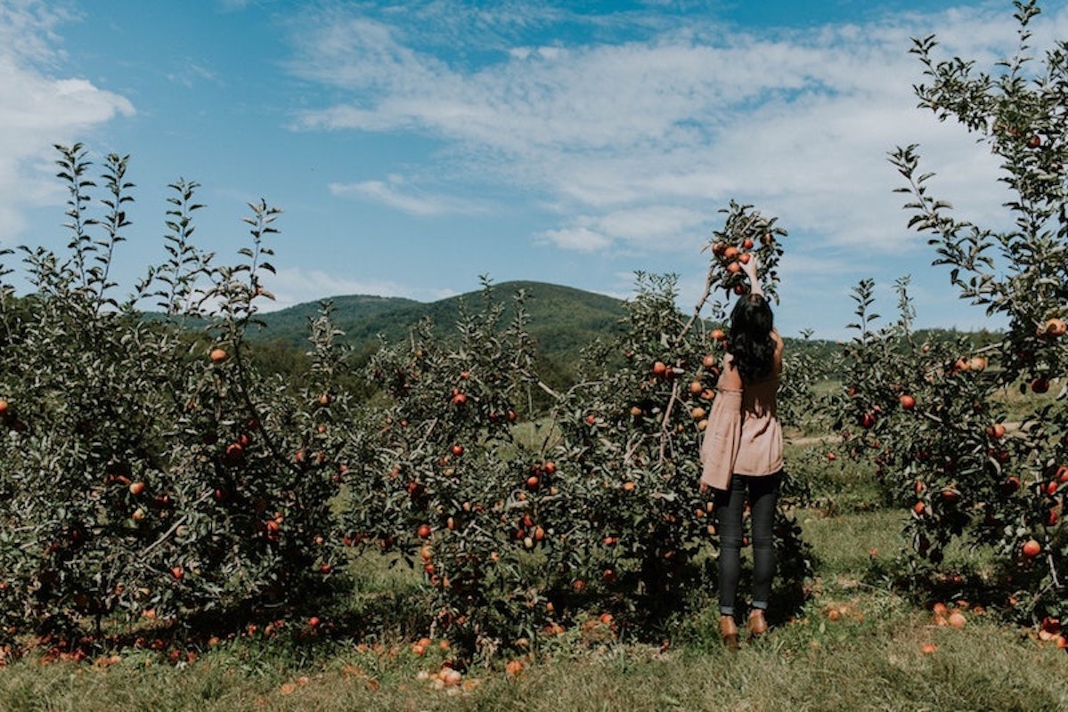 Apple Picking Outfit Inspiration 